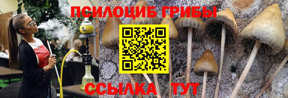 Псилоцибиновые грибы Psilocybine cubensis Химки